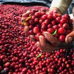 Freshly harvested red coffee cherries being processed at a coffee farm