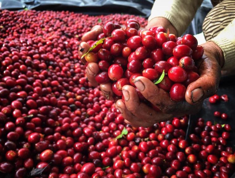 Finest Coffee Beans: Red Cherry Coffee