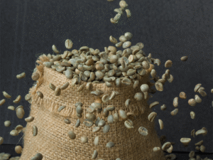 Kaski Green Coffee Beans falling into a jute sack